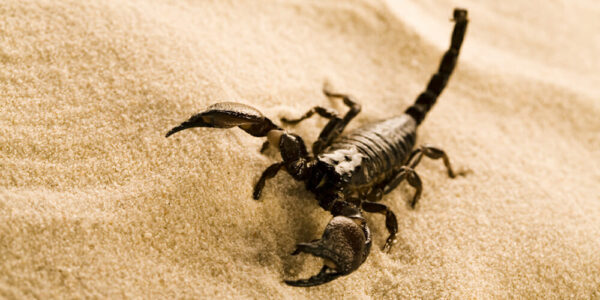 Consider the Scorpion