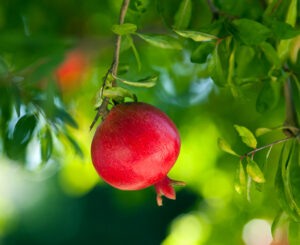 Winter Pomegranate: Indomitable Spring