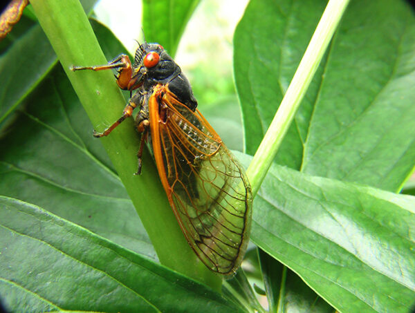 The Circle of Cicada Life