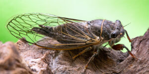 Benjamin Banneker and the Cicadas