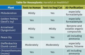 Houseplants: Harmful Or Healthful?