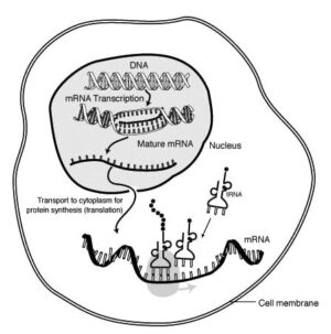 The “Mysterious” MRNA