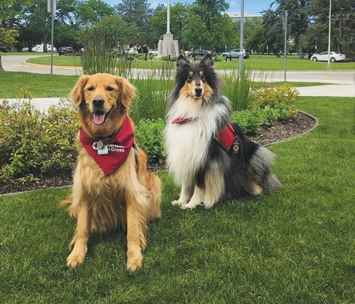 Therapy dogs Brody and Winston pose on the grounds of the VA Medical Center in Boise, Idaho.  Go Team Therapy Dogs