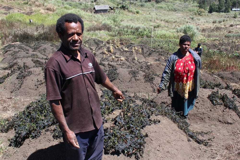 Pastor Matthew Lambu and his wife, Rose, showing their frost-affected garden in Papua New Guinea. (Adventist Record)