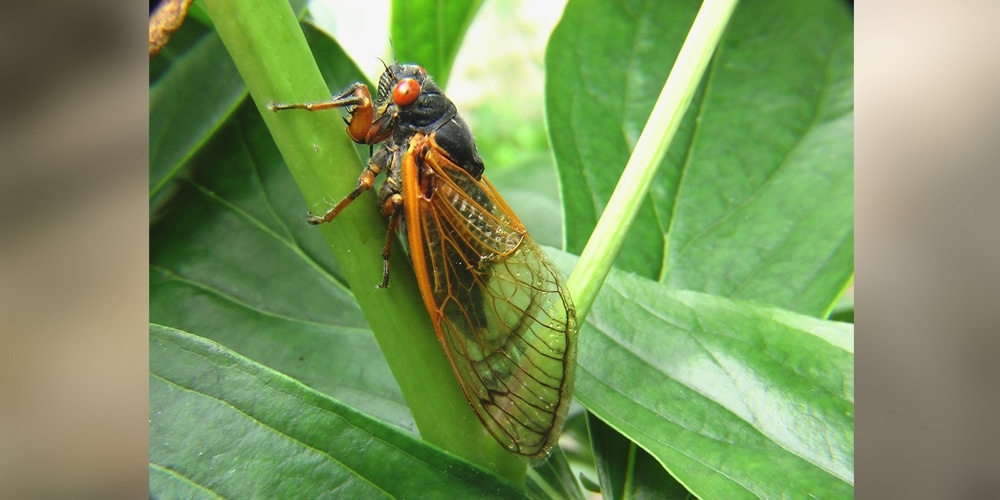 The Circle of Cicada Life | Adventist Review