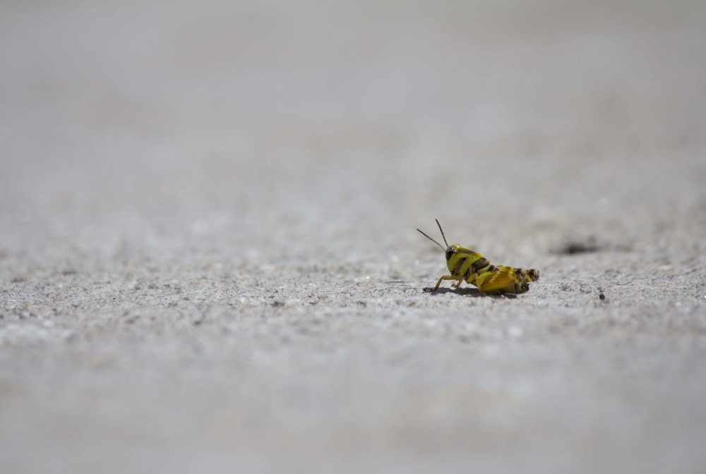 A cricket in the city. (Pixabay)