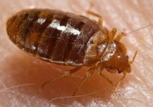 Union College Professor Says God Led Her to Bedbugs