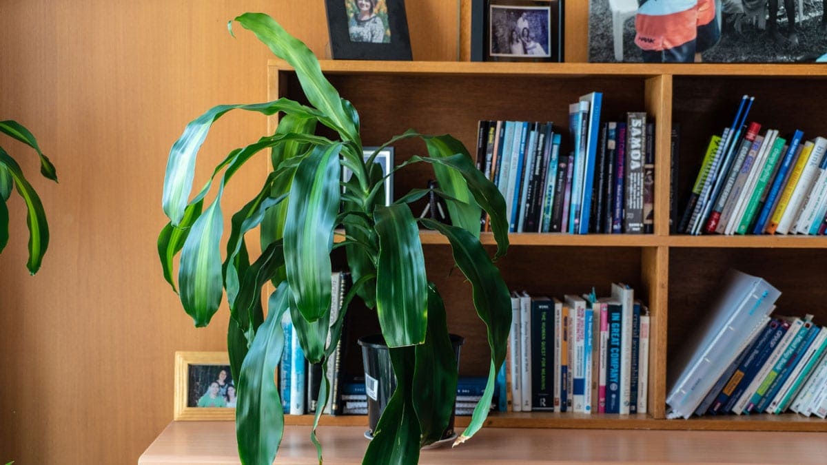 As part of the regional headquarters’ environmental push, plastic plants have been replaced with living varieties. [Photo: Daniel Kuberek, Adventist Record]