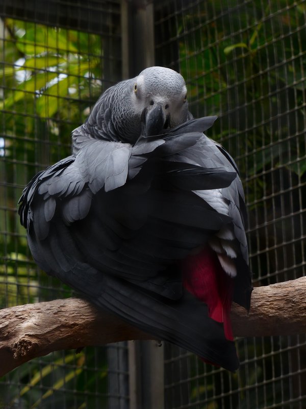 An African gray parrot perching in a cage.