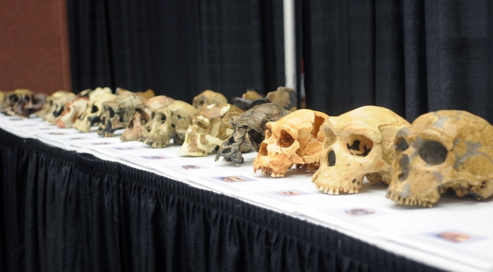 <strong>REALLY EVOLUTION?</strong> Lucinda Hill, an ER physician who teaches biology at Southern Adventist University, invited conference participants to examine a lineup of skulls, starting with a chimpanzee skull on one end and ending with a human skull at the other. Photo credit: Larry Blackmer