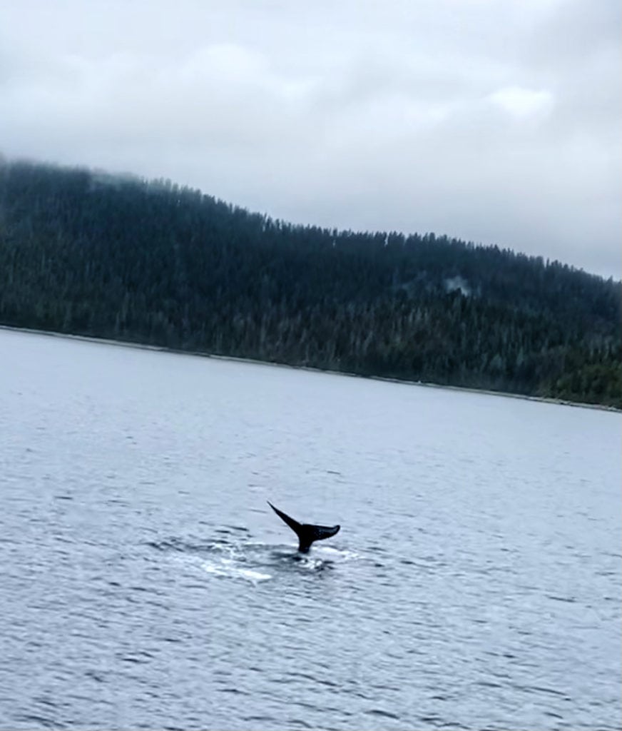 07 whale 1