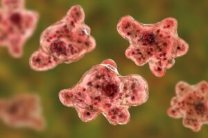 New Test Can Detect Deadly Brain-Eating Amoeba Infections 