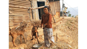 <strong>Five New Goats: Surviving to Thriving in Nepal</strong>