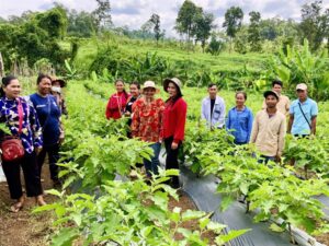 Vegetable Production Initiative Changes the Face of Cambodia