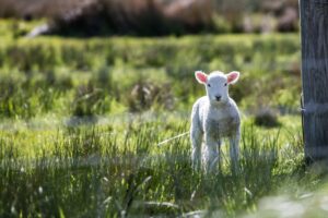 The Gospel and the Slain Lamb