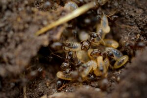 Killing Termites in Church
