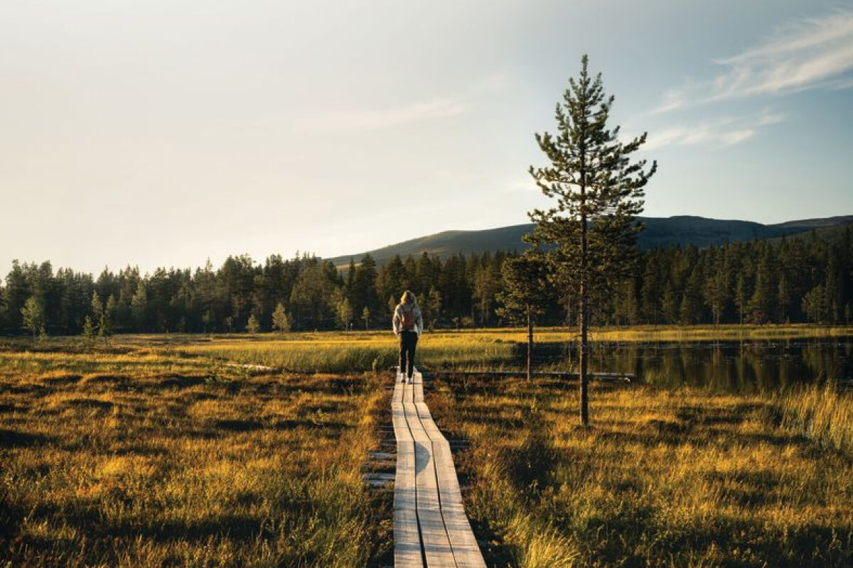 A person walks along a narrow wooden path through a peaceful, sunlit landscape.