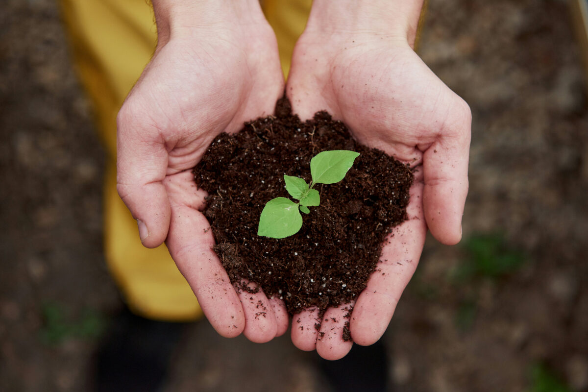 Hands gently hold rich soil with a small green seedling growing at the center.